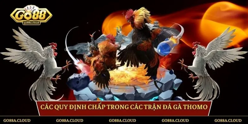 Các quy định chấp trong các trận đá gà Thomo 