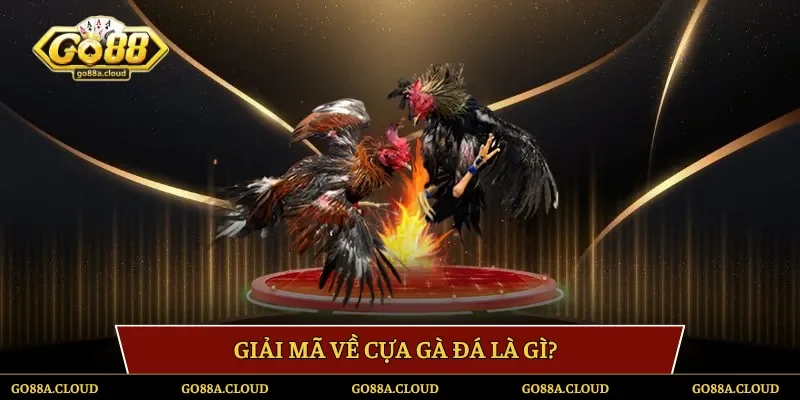 Giải mã về cựa gà đá là gì?