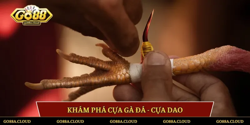 Khám phá cựa gà đá - Cựa dao