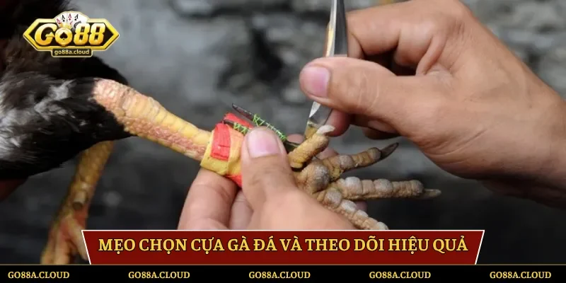 Mẹo chọn cựa gà đá và theo dõi hiệu quả