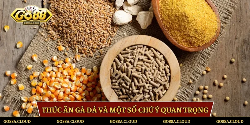 Thức ăn gà đá và một số chú ý quan trọng