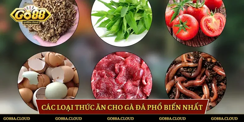 Các loại thức ăn cho gà đá phổ biến nhất