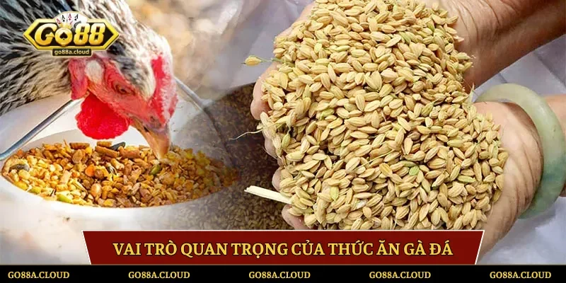 Vai trò quan trọng của thức ăn gà đá