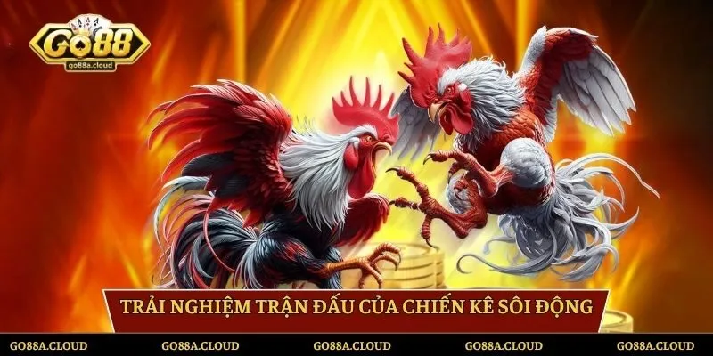 Trải nghiệm trận đấu của chiến kê sôi động